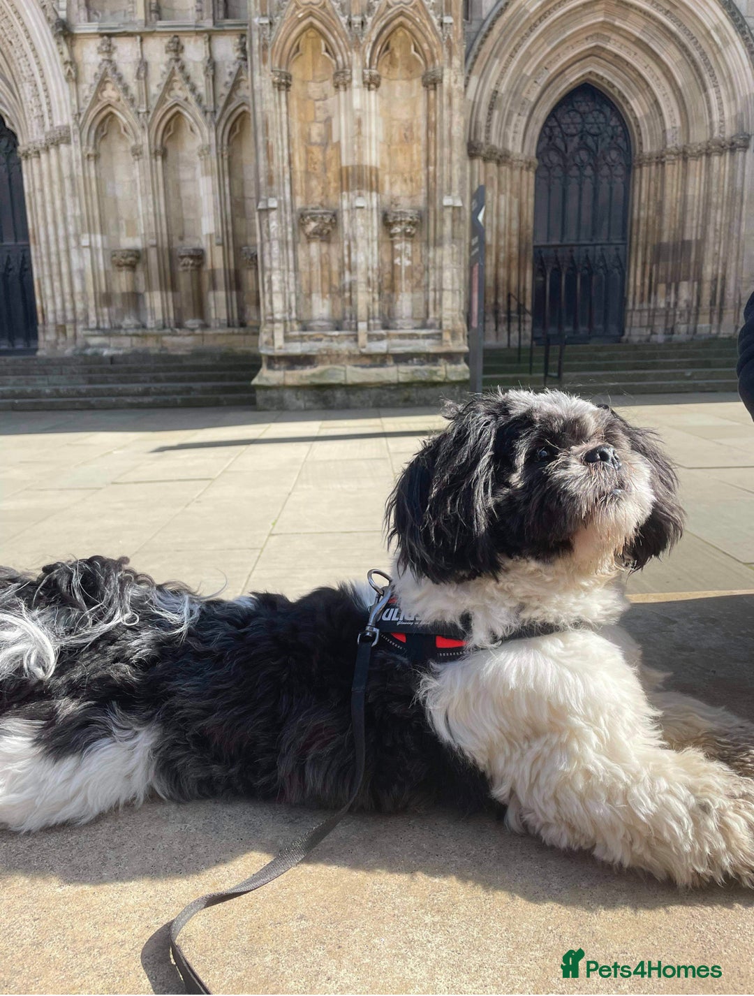 Lhasa Apso dogs for stud: Proven KC Registered Lhasa Apso Stud Toby in York - Advert 8