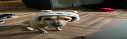 Mixed Breed dogs for sale: Lillie  - Advert 3