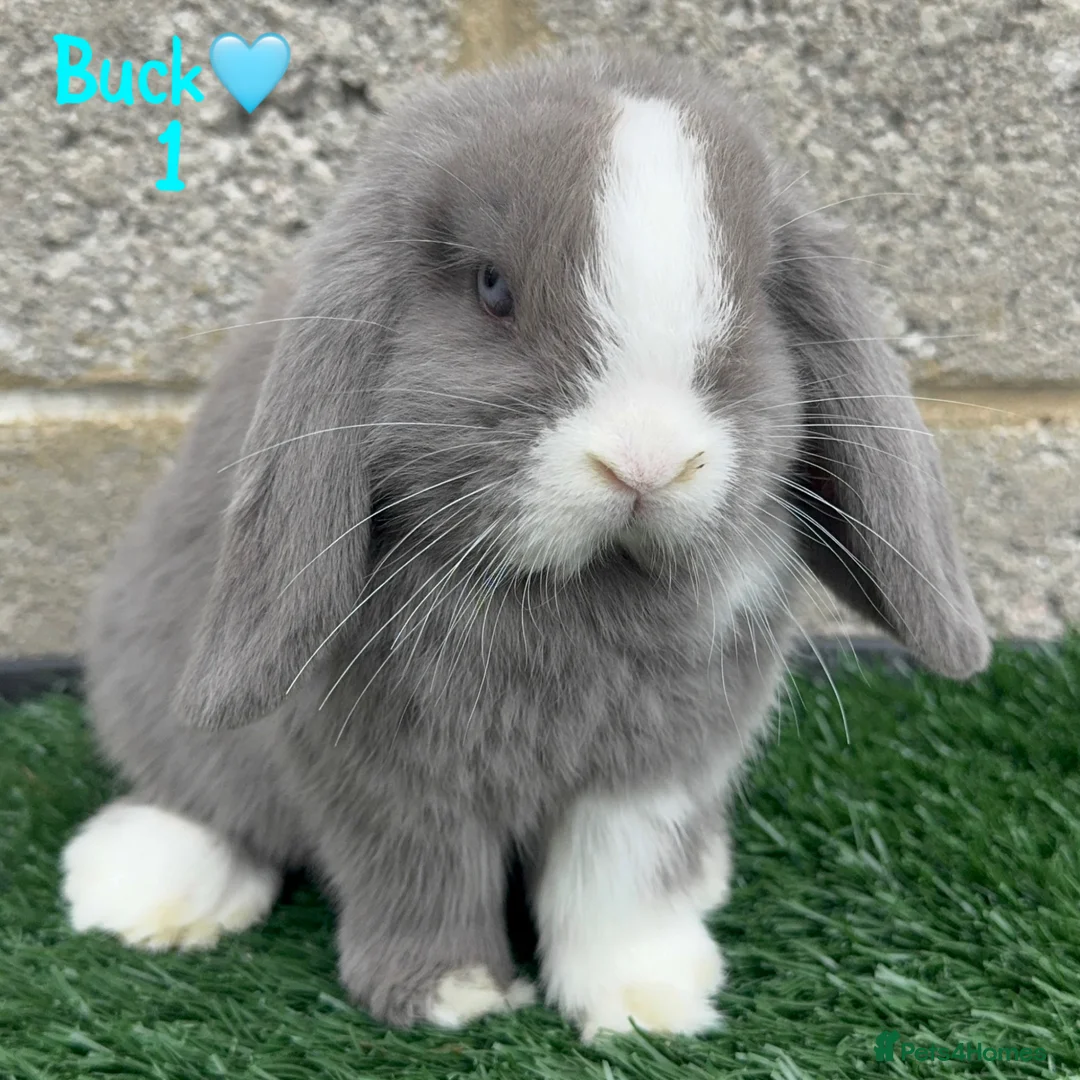 Mini Lop rabbits for sale: ✨STUNNIG MINI LOP,READY TO REZERVE✨ - Advert 1