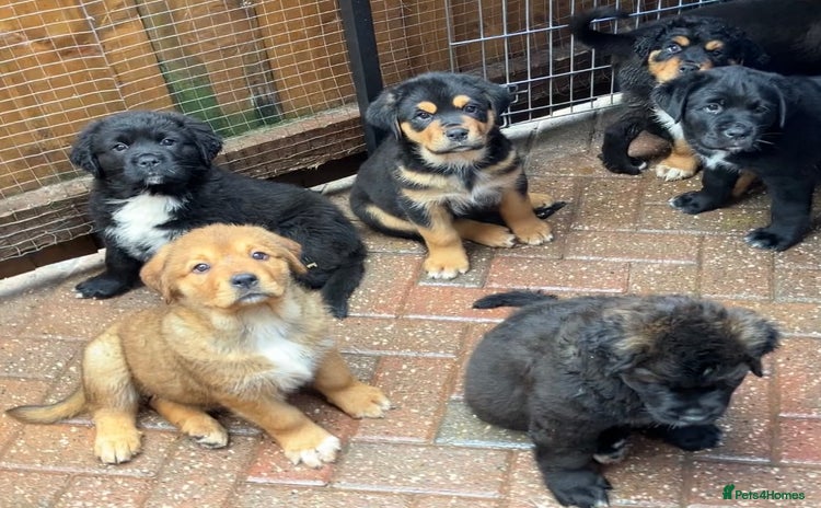 Mixed Breed dogs - Advert 1