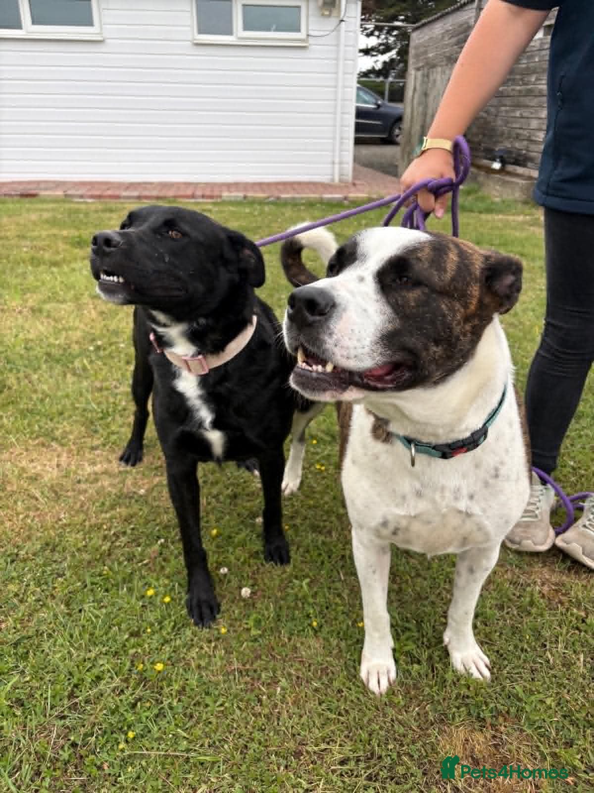 Mixed Breed dogs for adoption: Cherry urgently needs a foster or adoption  - Advert 5