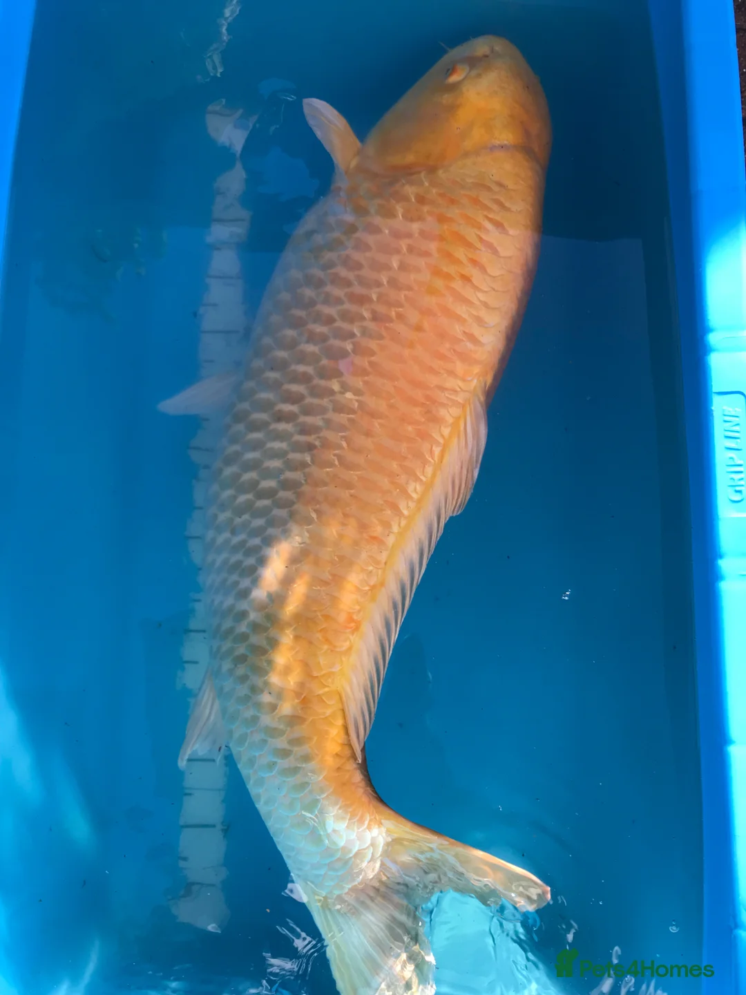 Koi Carp fish for sale: Koi collection  in London - Advert 1