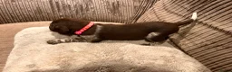 German Shorthaired Pointer dogs for sale: Beautiful KC GSP Puppies - Advert 34