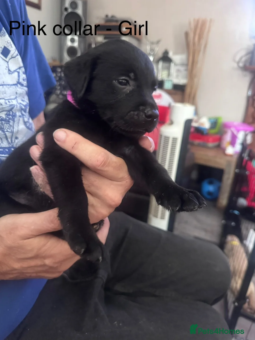 Labrador Retriever dogs for sale: 8 Labrador puppies for sale  in Saint Austell - Advert 1