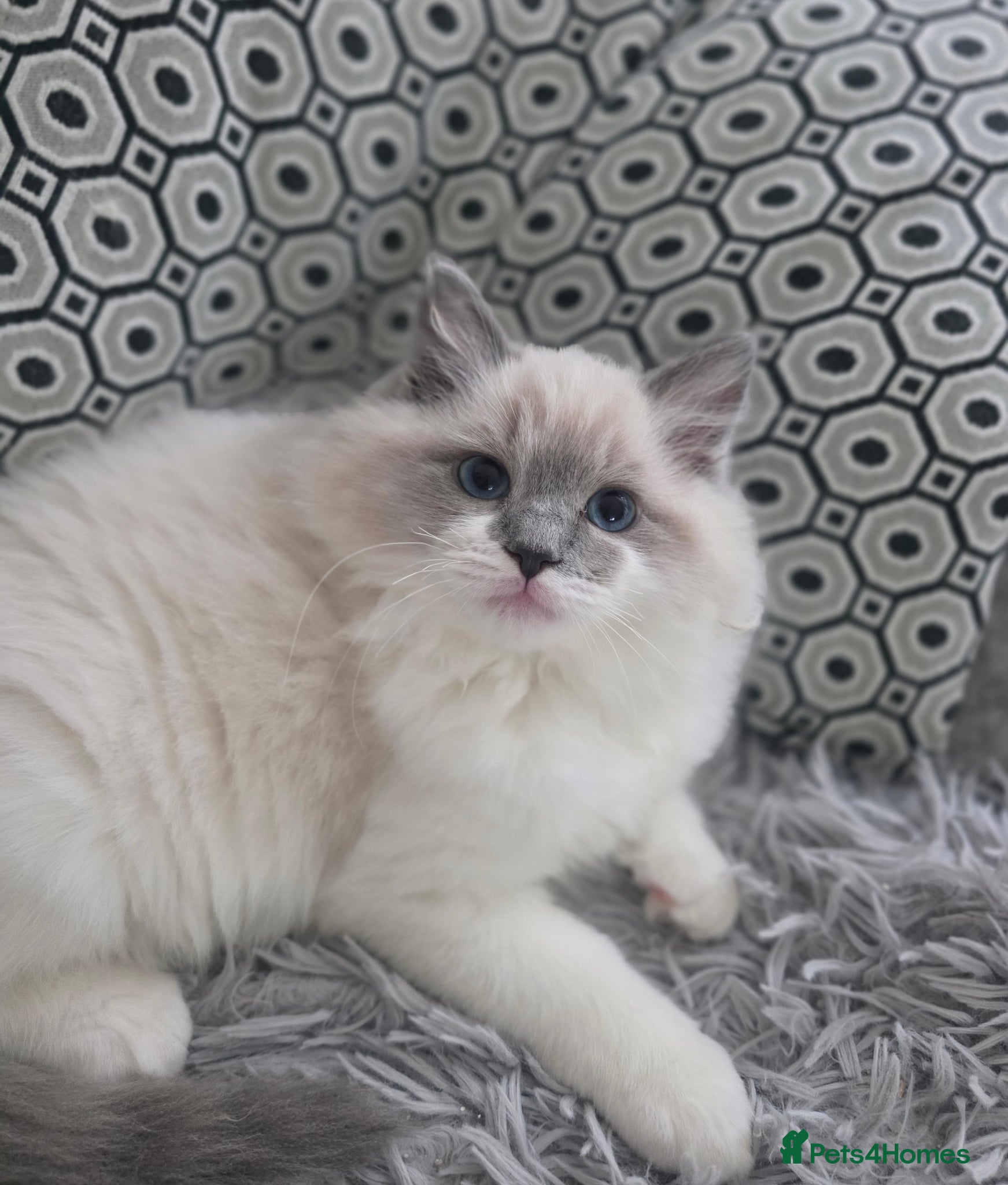 Ragdoll cats European baby. Tica registered  - Advert 3