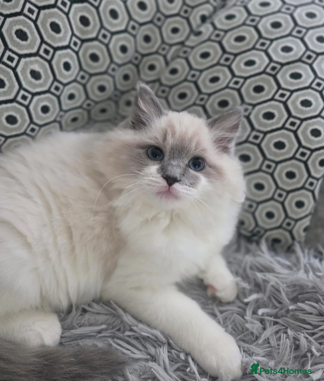 Ragdoll cats for sale: European baby. Tica registered  - Advert 1