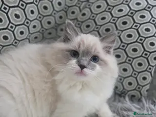 Ragdoll cats European baby. Tica registered - Advert 3