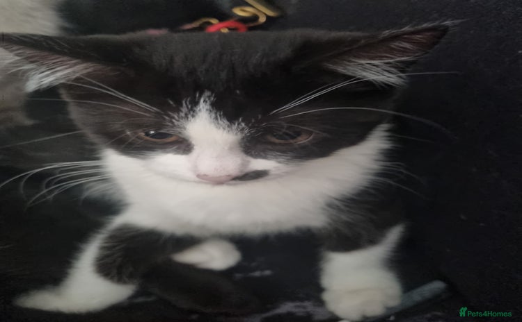 Mixed Breed cats - Advert 4