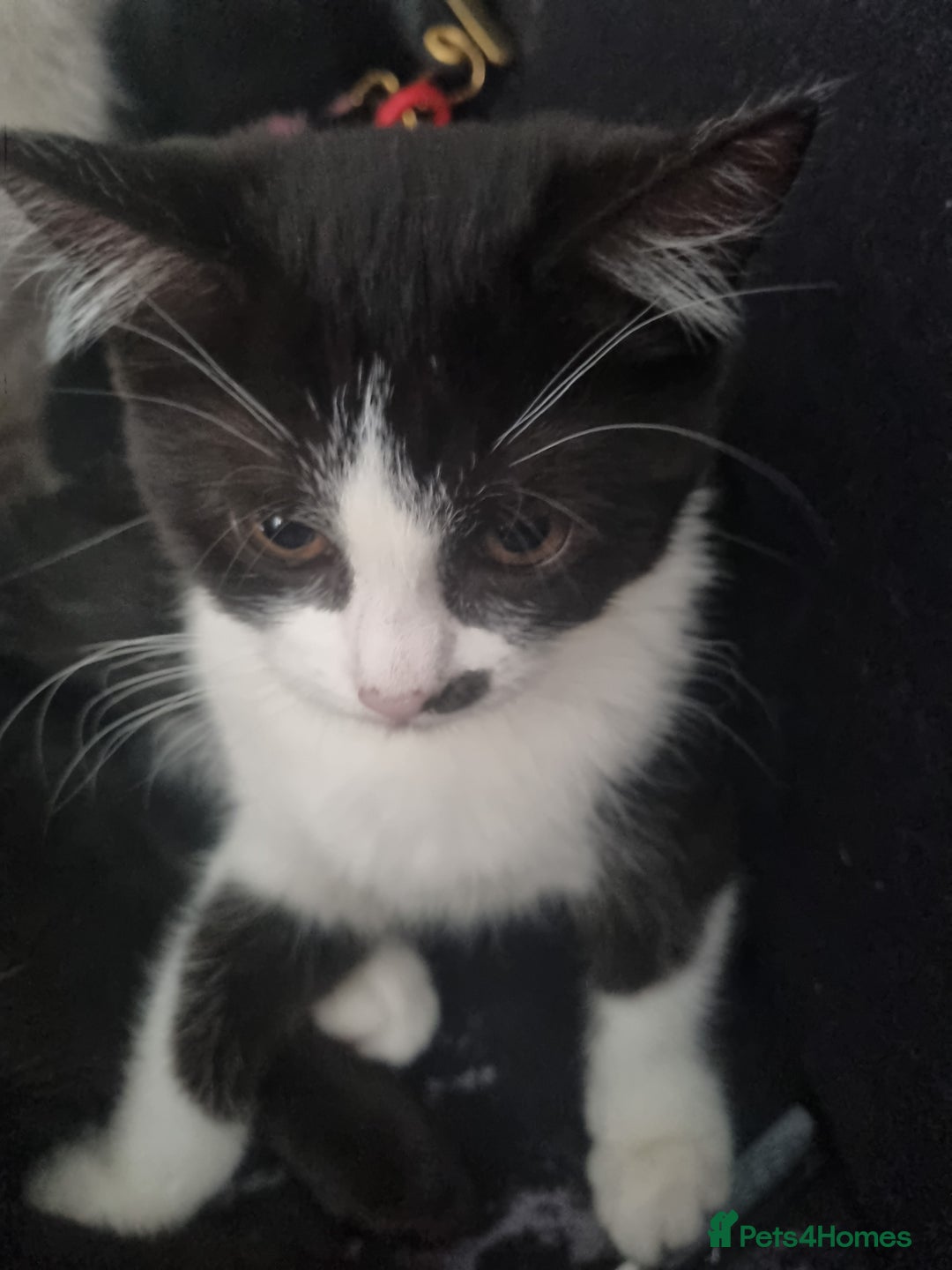 Mixed Breed cats for sale: 5 cute kittens available  - Image 1