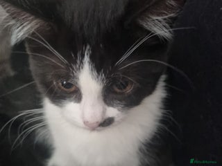 Mixed Breed cats - Advert 1