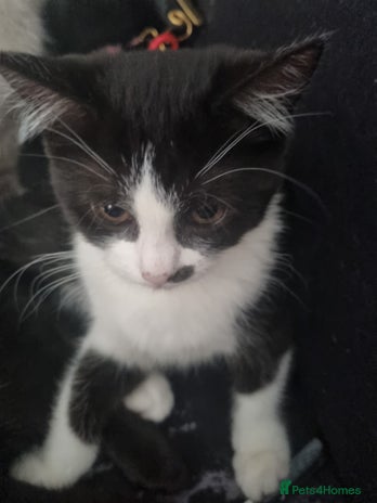 Mixed Breed cats - Advert 1