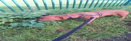 Mixed Breed dogs for sale: Staffweiler male - Advert 5