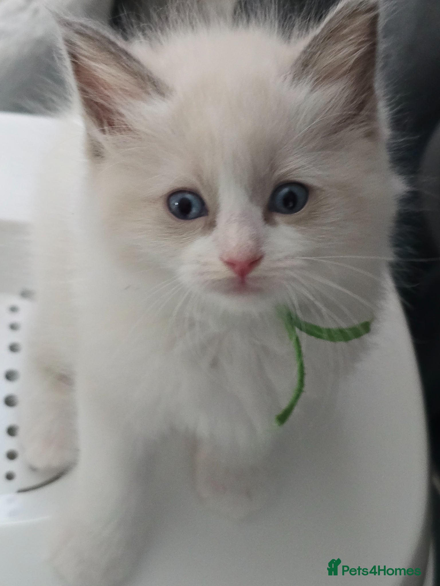 Ragdoll cats Stunning Ragdoll Kittens Ready for Collection! 🐾 - Advert 13