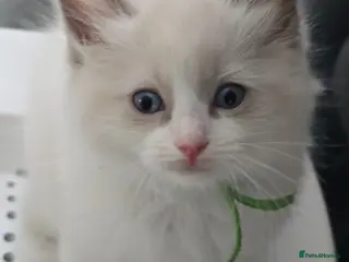 Ragdoll cats Stunning Ragdoll Kittens Ready for Collection! 🐾 - Advert 13