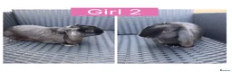 English Lop rabbits for sale: Lop rabbits ready to leave now - 5 Girls 5 Boys - Advert 2