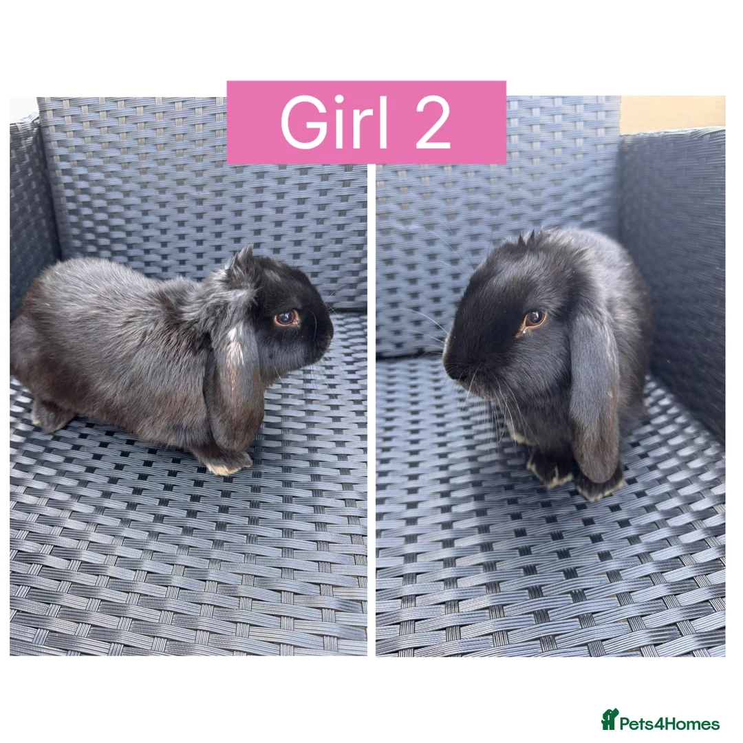 English Lop rabbits for sale: Lop rabbits ready to leave now - 5 Girls 5 Boys - Advert 2