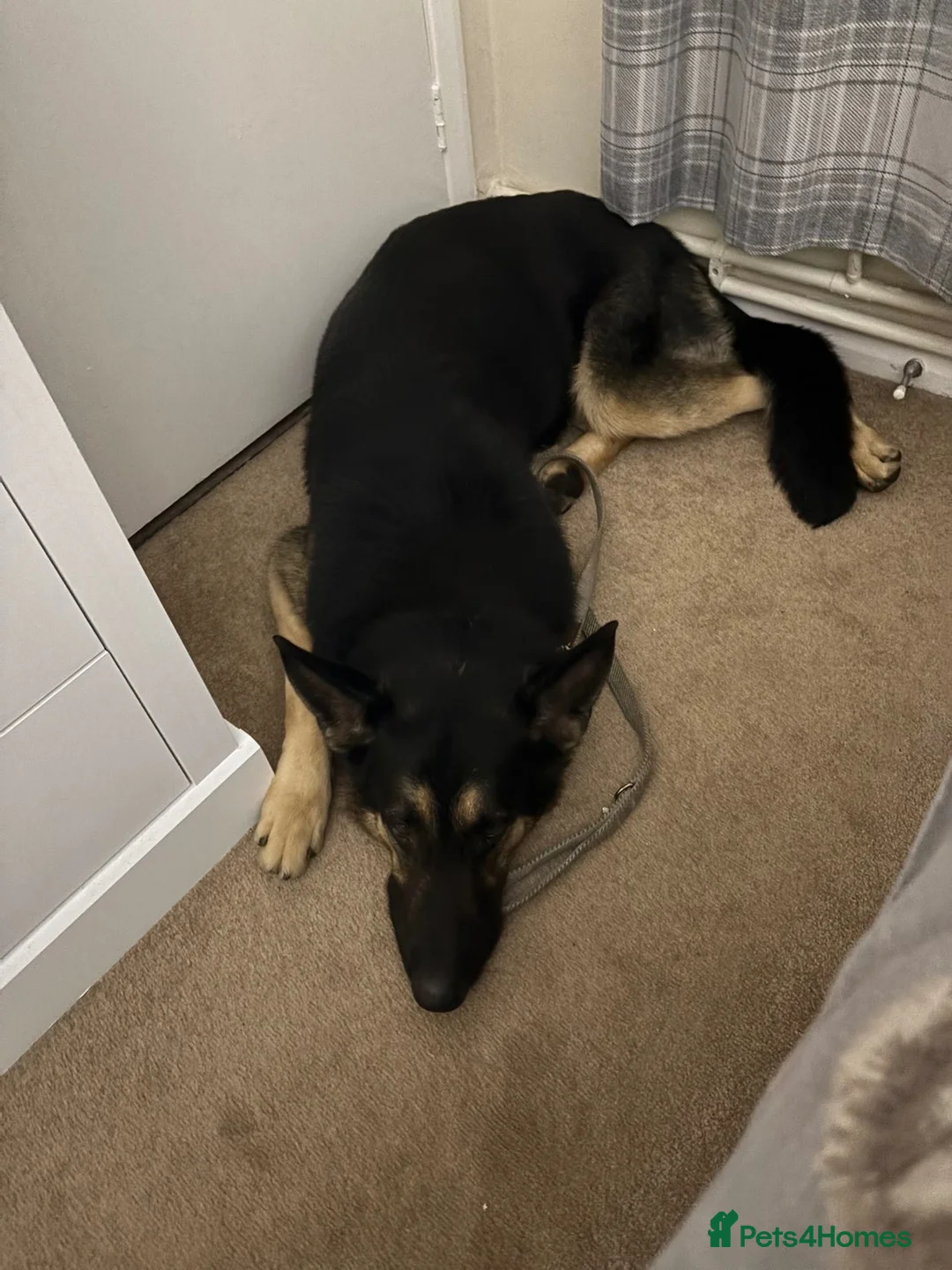 German Shepherd dogs for sale: 5yr old German shepherd  in Southampton - Advert 2