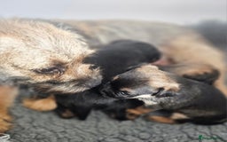 Border Terrier dogs for sale: The best border terriers - Image 4