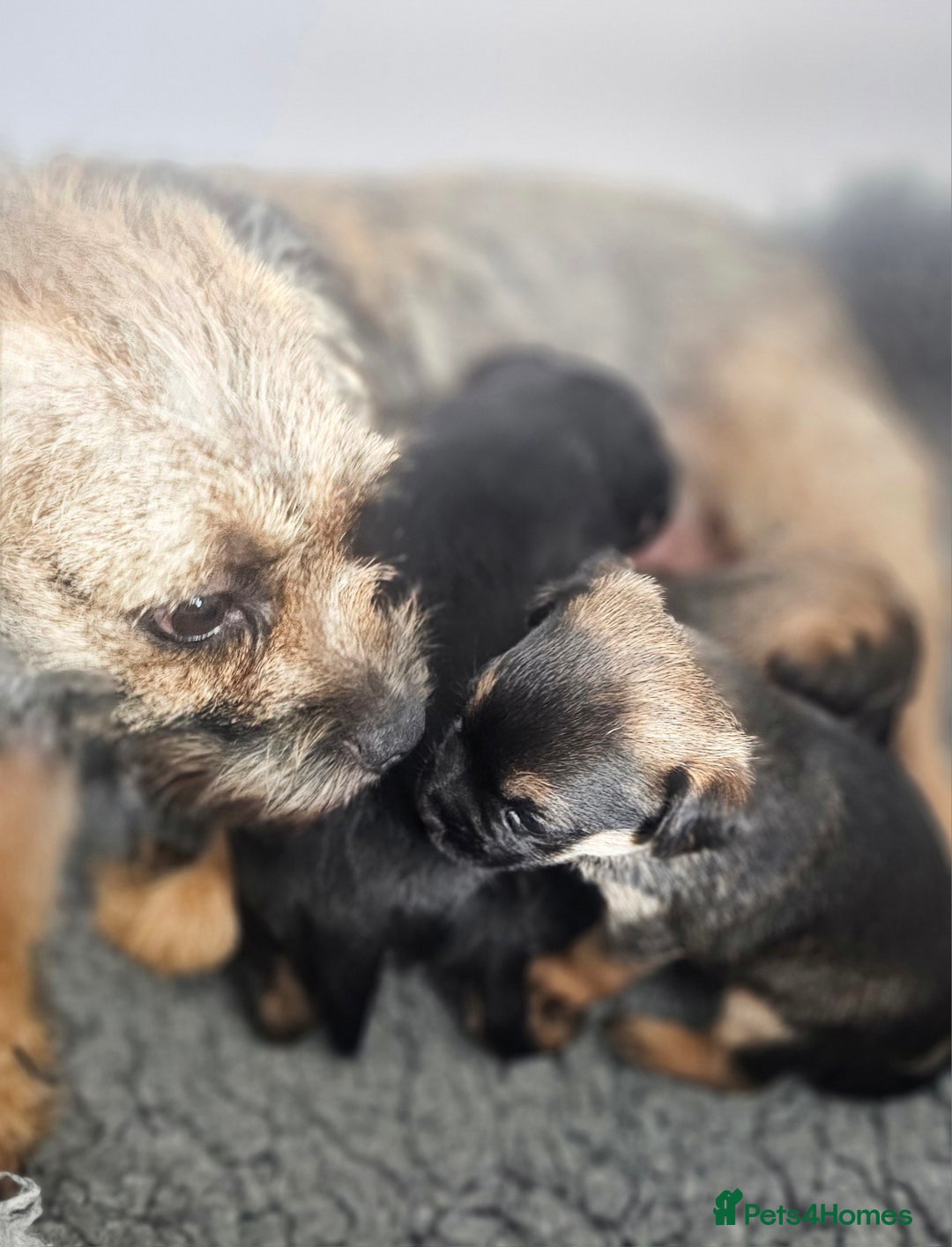 Border Terrier dogs for sale: The best border terriers - Image 4
