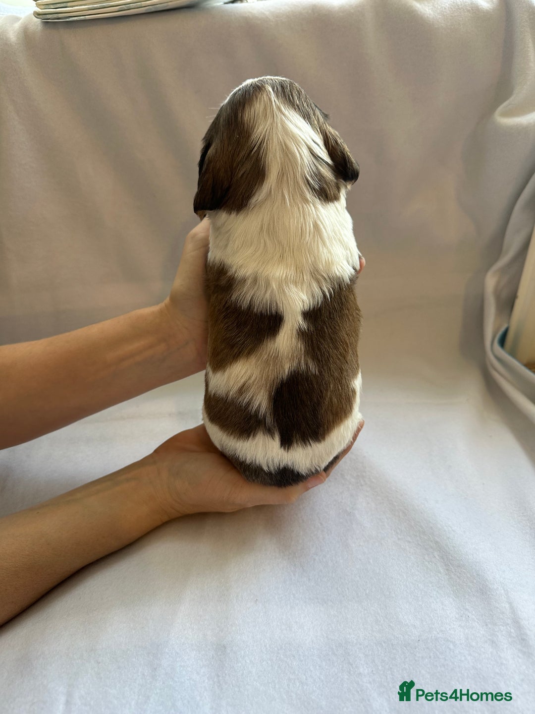 Cocker Spaniel dogs for sale: Cocker spaniel pups - Image 16