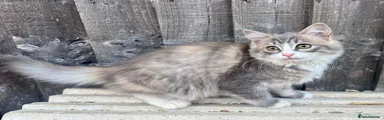 Ragdoll 3