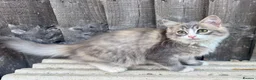 Ragdoll cats for sale: Ragdoll kittens  in Petersfield - Advert 1
