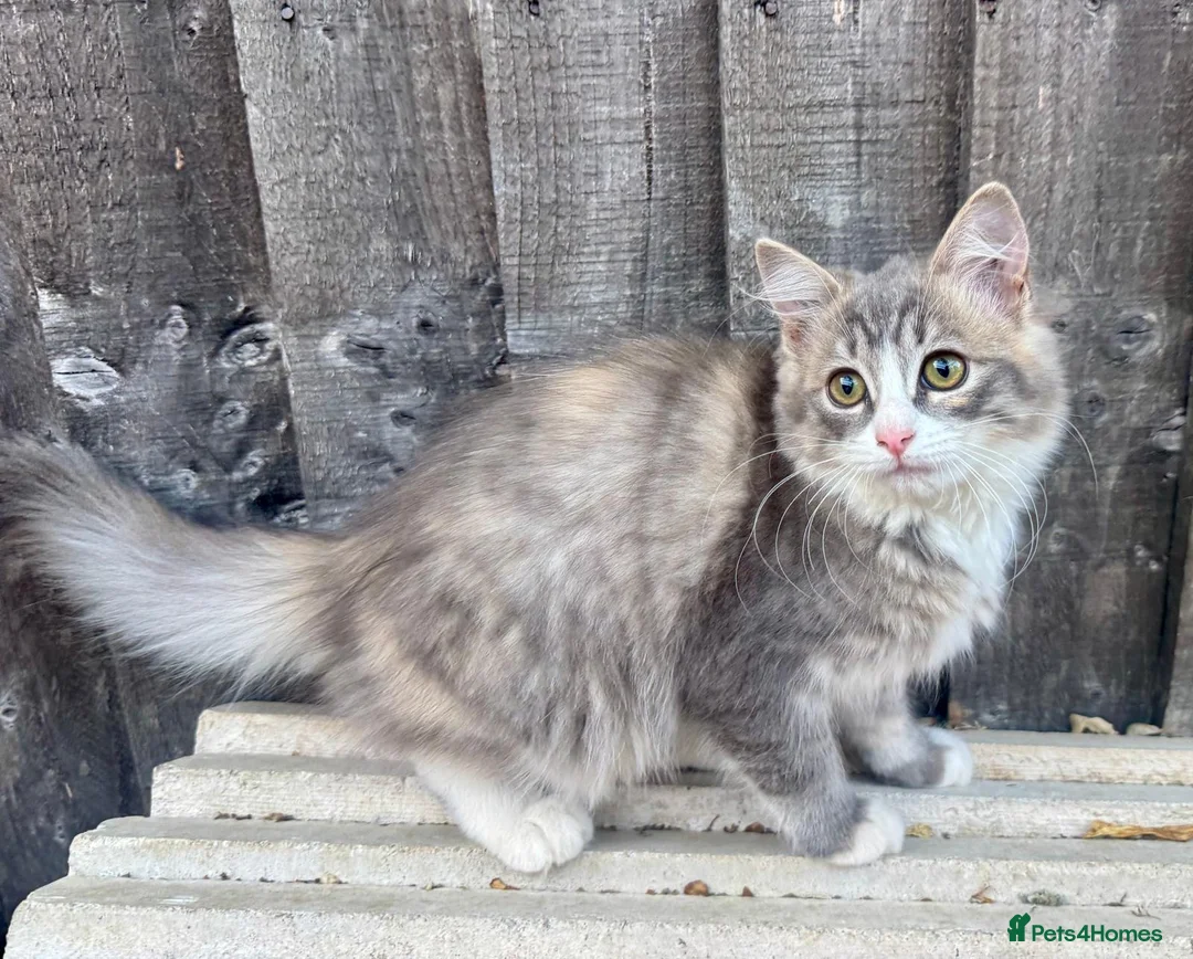 Ragdoll cats for sale: Ragdoll kittens  in Petersfield - Advert 1