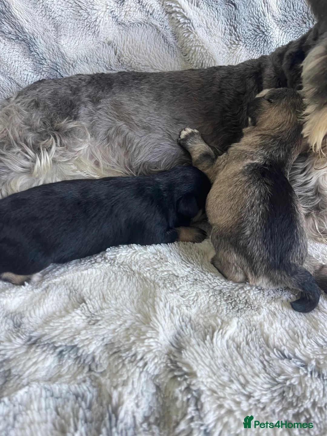 Miniature Schnauzer dogs for sale: THERAPY RAISED MINIATURE SCHNAUZERS - Advert 7