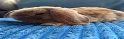 Mini Lop rabbits for sale: 🦋Pure Breed Mini plush lop 🦋 in Halstead - Advert 22