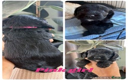Cockapoo dogs for sale: Cockapoo  - Image 3