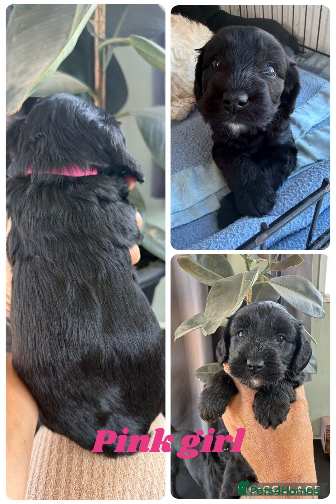 Cockapoo dogs for sale: Cockapoo  - Image 3
