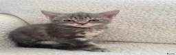 Domestic Shorthair cats for sale: Two kittens looking for their forever home 🐾 - Advert 4