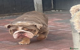 English Bulldog dogs for stud: Bondy boy - Image 1