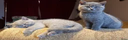 British Shorthair cats for sale: Stunning BSH pedigree kittens TICA registered  - Advert 16