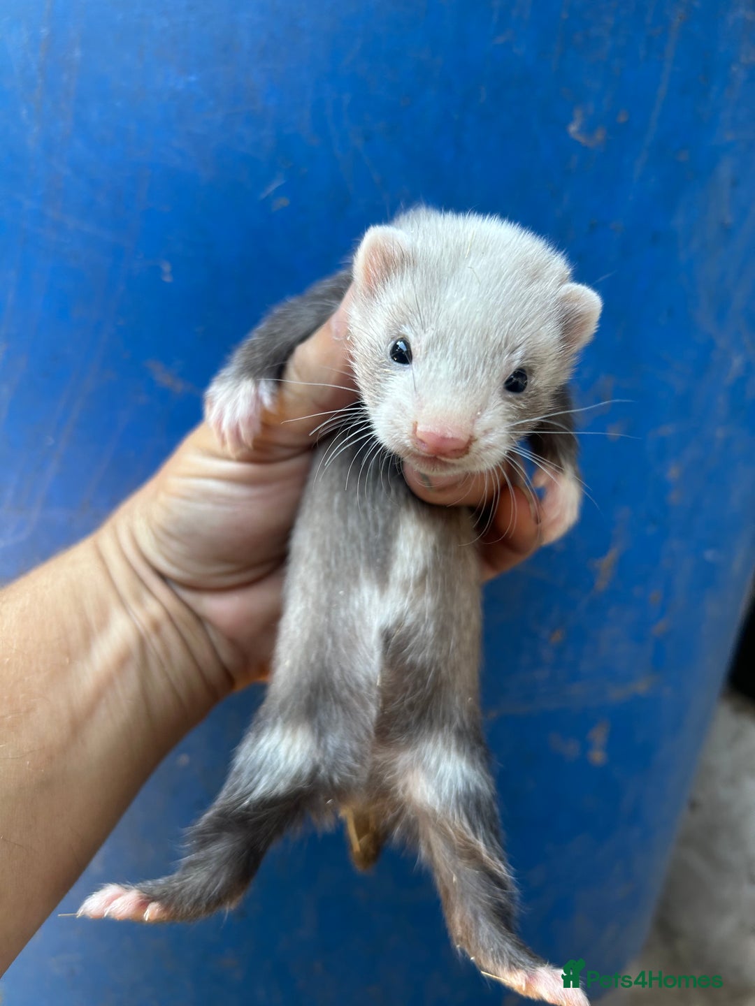 Ferret rodents for sale: Ferret kits  - Image 10