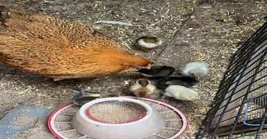 Chickens poultry - Advert 3