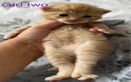 British Shorthair cats for sale: Rare red girls and red boys very docile  - Image 7