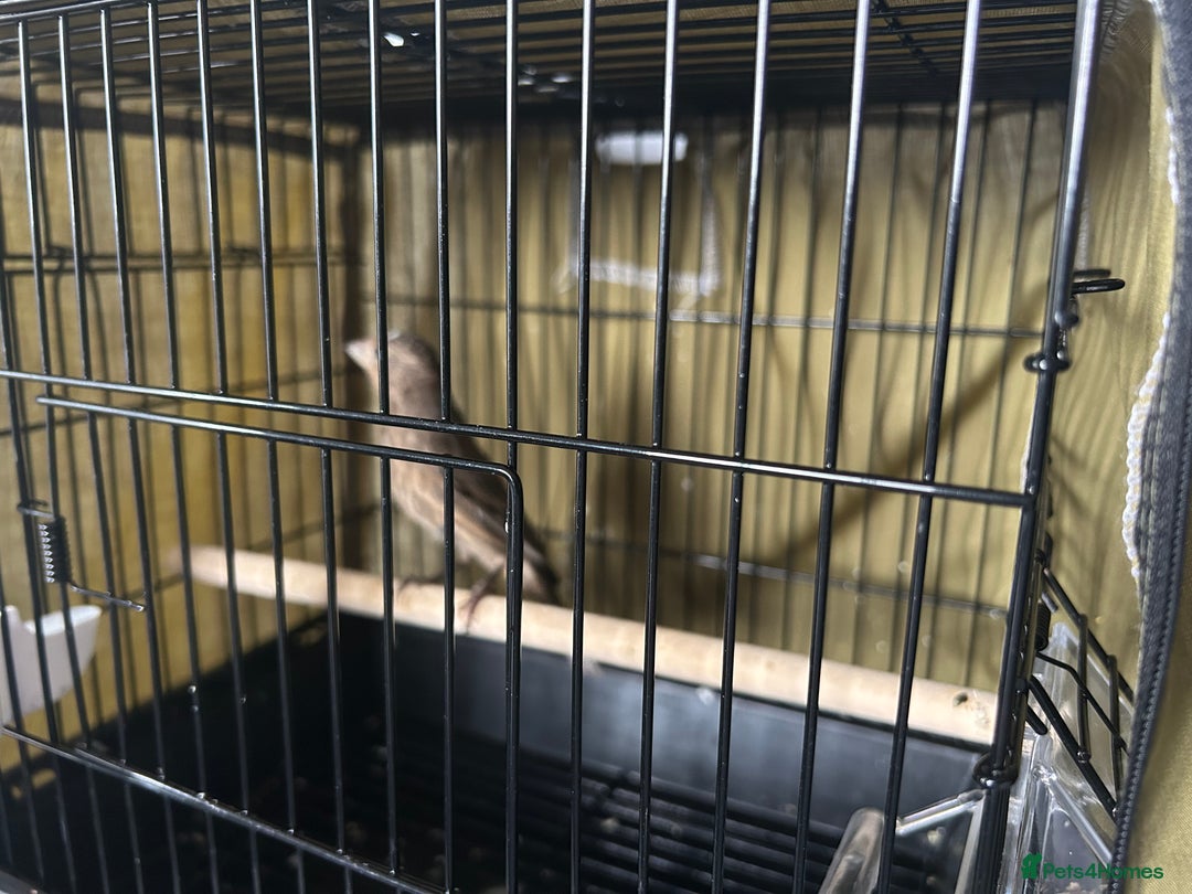 Finches birds for sale: Free Mexican/house finch - Advert 1