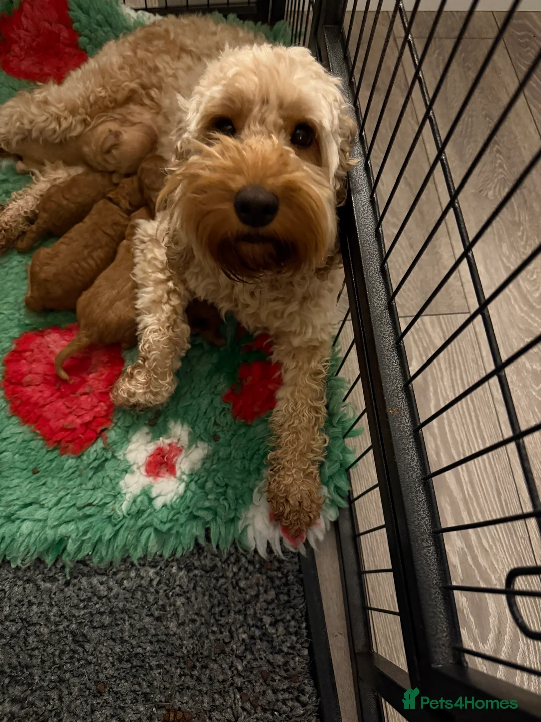 Australian Labradoodle dogs for sale: 1 Gorgeous Girl left 🤍 - Advert 8