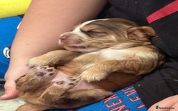 Cocker Spaniel dogs for sale: Kc registered show type cocker spaniel puppies - Image 15