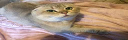 Scottish Fold cats for sale: Stunning Gold Sottish Fold make for sale  - Advert 6
