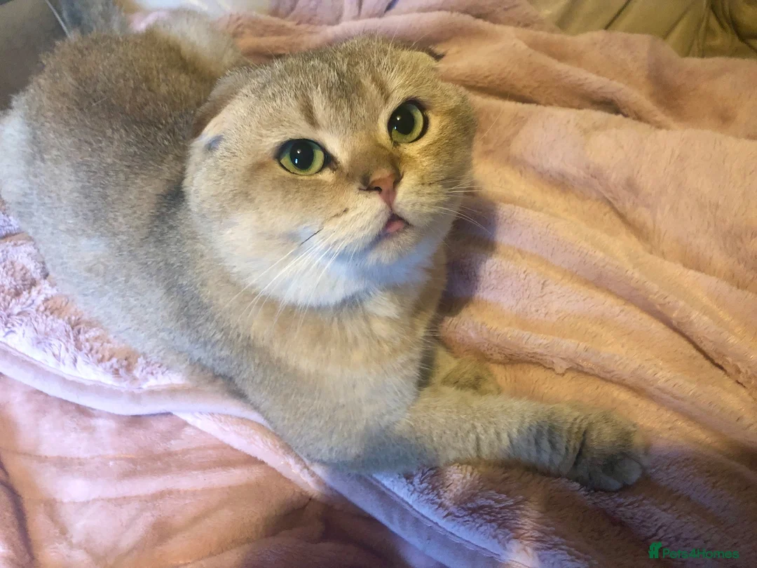 Scottish Fold cats for sale: Stunning Gold Sottish Fold make for sale  - Advert 6