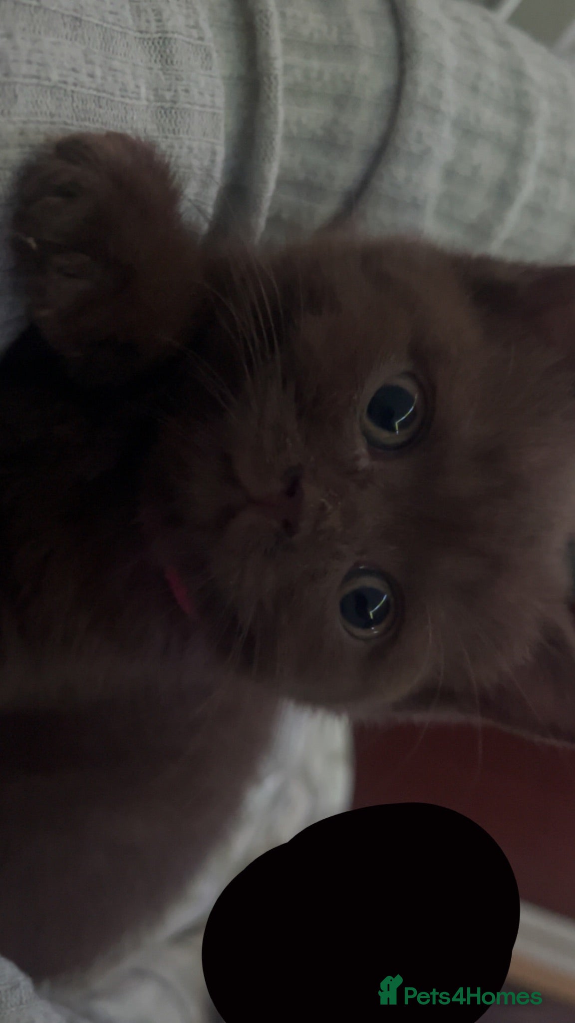 British Shorthair cats British shorthair kitten - Advert 4