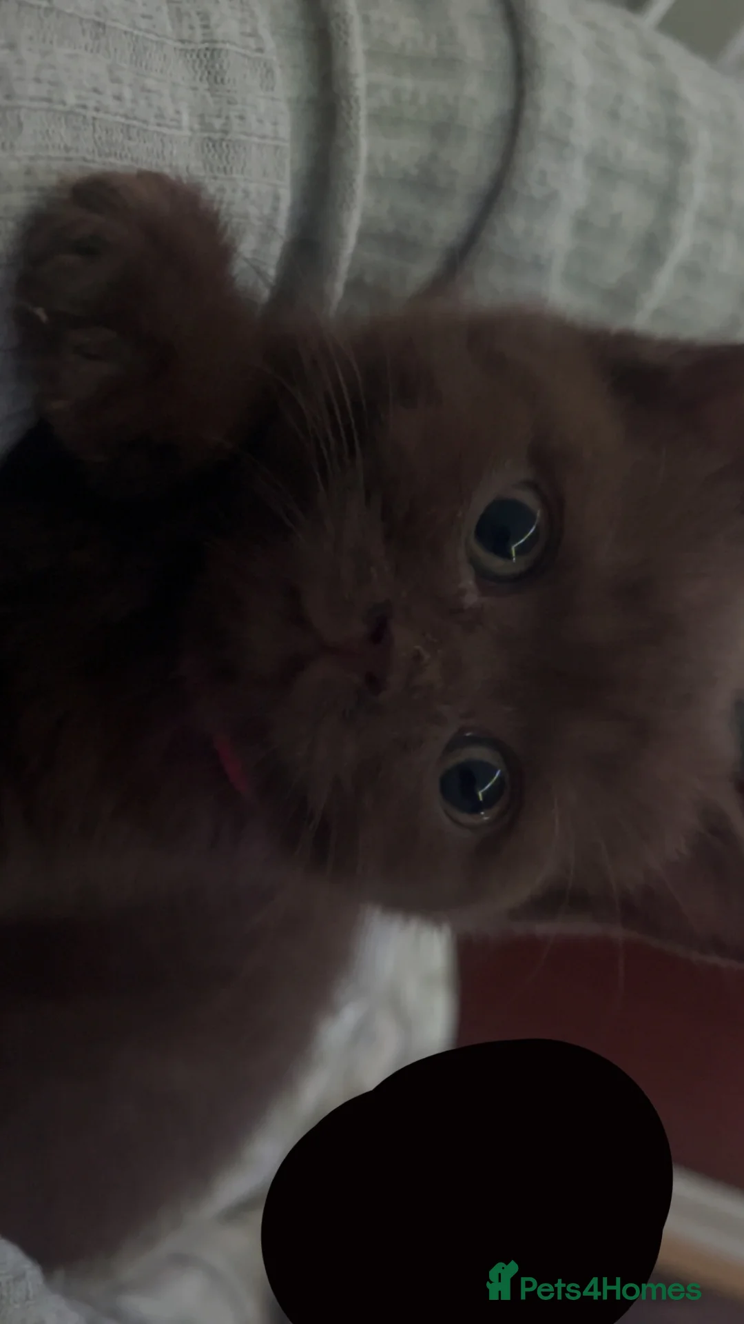 British Shorthair cats for sale: British shorthair kitten - Advert 1