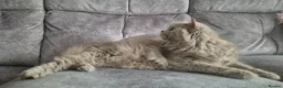British Longhair cats for sale: Beautifiul Retired Lilac 'Queenie' - Advert 3