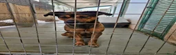 Mixed Breed dogs for adoption: Casper is looking for his forever sofa in Ashford - Advert 5