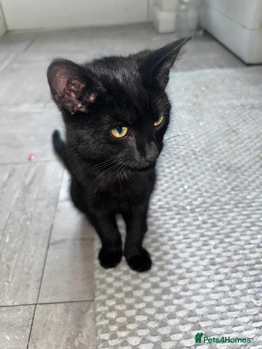 Mixed Breed cats for sale: Two fully black male kittens  - Image 2