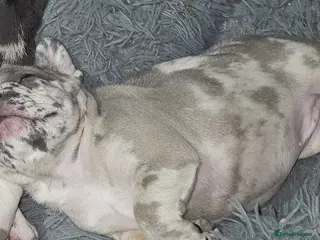 French Bulldog dogs Gorgeous Blue Merle Frenchie Pup - Advert 7