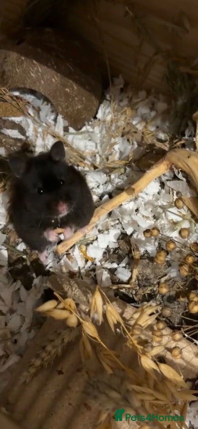 Hamster rodents syrian hamster in need of rehoming - Advert 2