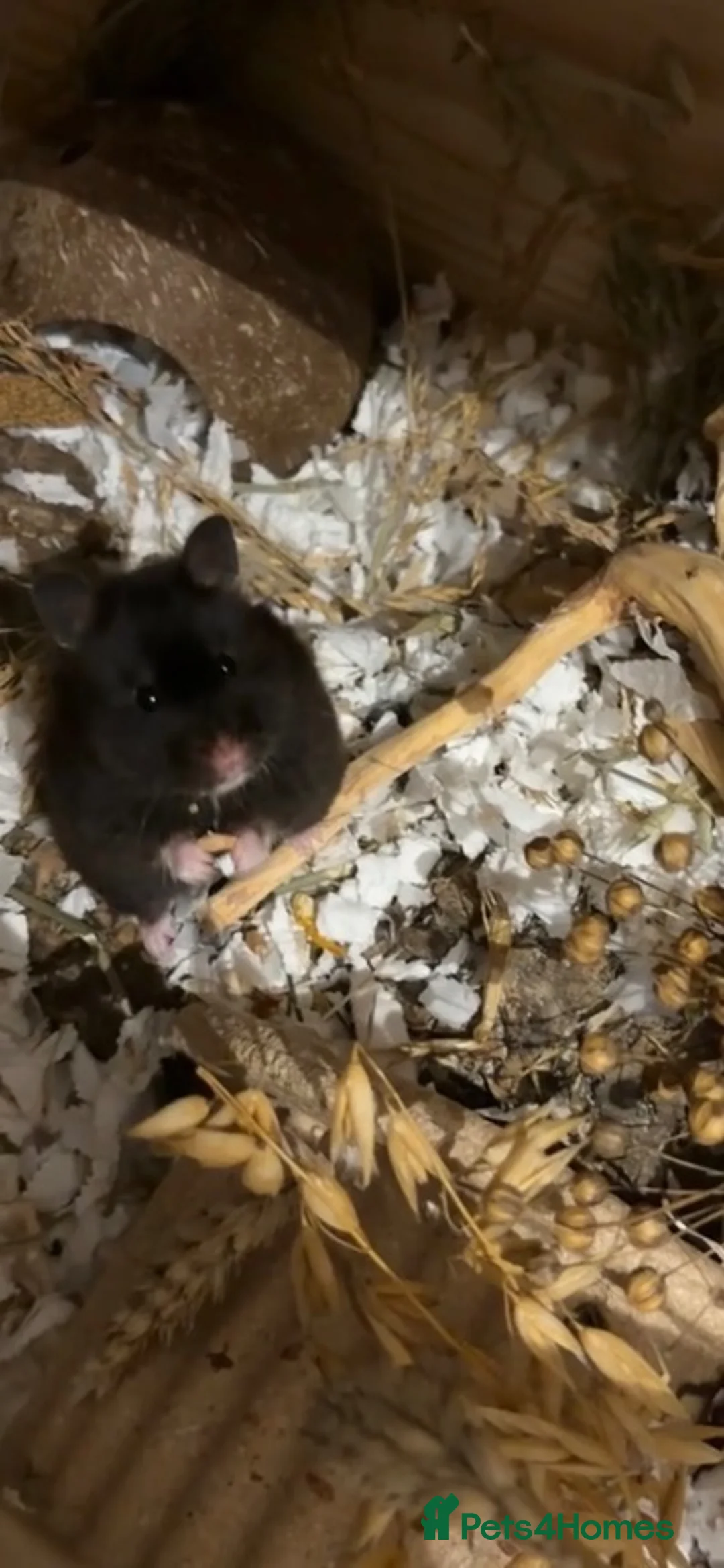 Hamster rodents for sale: syrian hamster in need of rehoming - Advert 1